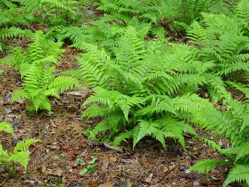 athyrium_filix-femina_1